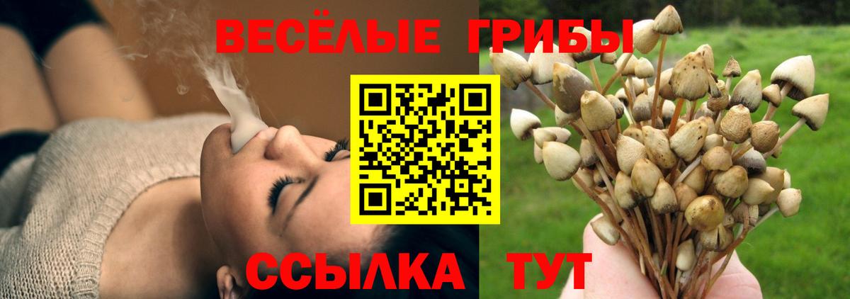 Псилоцибиновые грибы Psilocybe  Вход с VPN  Галлюциногенные грибы прущие грибы  Реж 